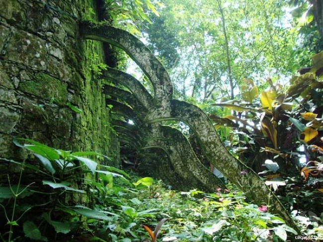 جوهرة سحرية مخفية داخل غابات المكسيك. Mexico-forest7