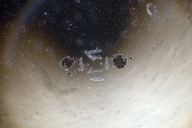 العوالق المجهرية مجهر تصوير كائنات دقيقة