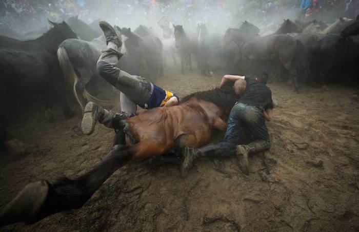 صراع بين مقاتلوا الخيول و حصان بري خلال مهرجان "رابا داس بشتاش" التقليدي في قرية سانتياغو دي كومبوستيلا شمال غرب اسبانيا ،5 يوليو 2014.