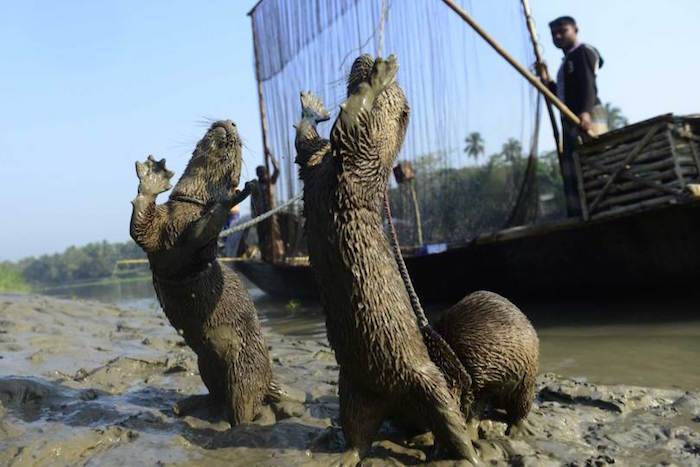 صياد يقوم بإطعام ثعالب الماء كلما صادوا السمك، بنغلاديش، 11 مارس 2014.