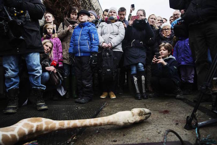 قتل زرافة وتقديمها طعاماً للأسود بحضور الزوار في حديقة كوبنهاغن، 9 فبراير 2014.