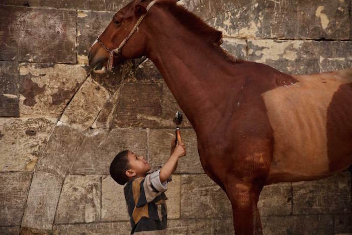 مصطفى محمد ، ٥ سنوات ، ماهرًا جدًا في تقليم شعر الأحصنة والجمال والأغنام وغيرها في محل الحلاقة الخاص بوالده في القاهرة، 8 مارس 2014.