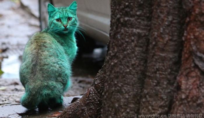 قط أخضر في بلغاريا