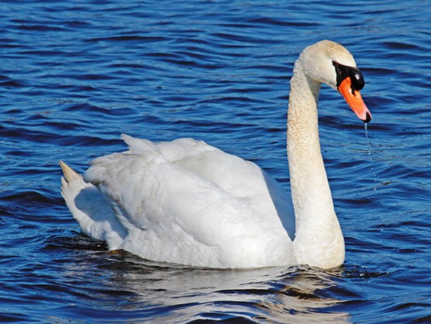 carolinabirds.org-Swan_Mute_Cape_May_2