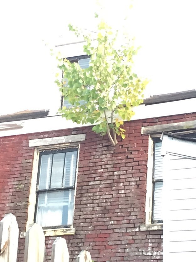 شجرة تخرج من جدار بيت