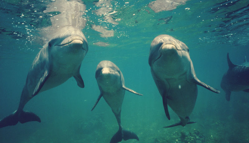 dolphins