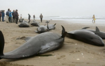 Beached Whales may indicate to earthquake