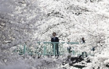 Cherry blossom