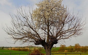 شجرة نمت في وسط شجرة أخرى