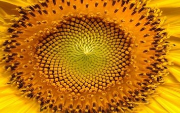 10-stunning-illustrations-of-symmetry-in-nature