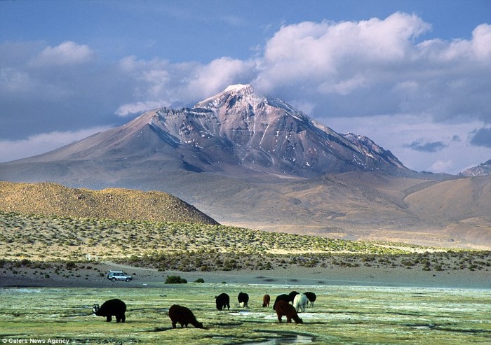 مشهد طبيعي جميل إلى جانب حيوانات ترعى في السهول الخضراء، تشيلي