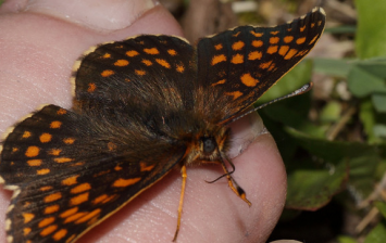 Eating Habits for Butterflies