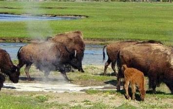 Yellowstone national park