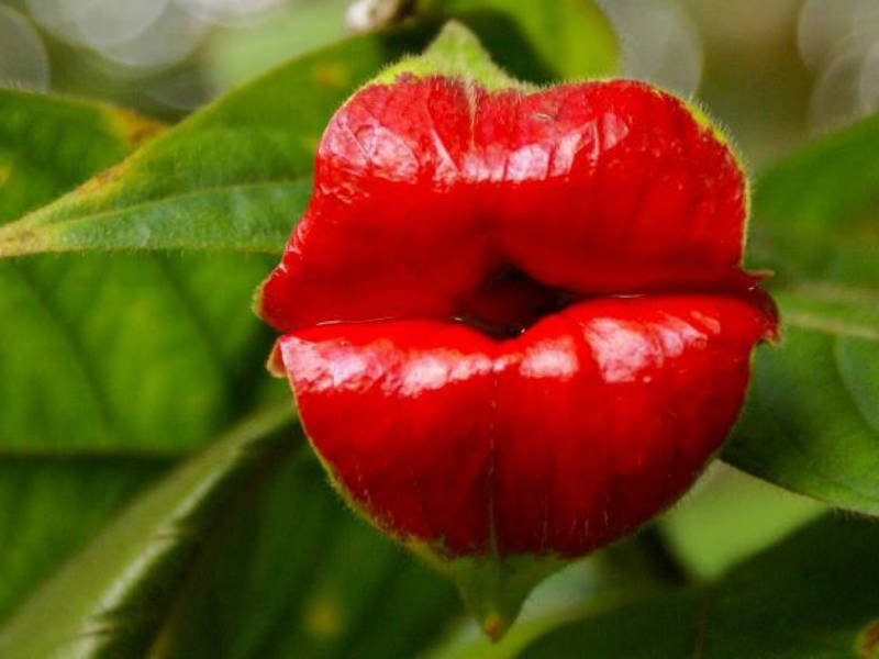 most-bizarre-flowers-from-around-the-world-