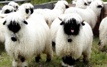 Valais Black Nose sheep