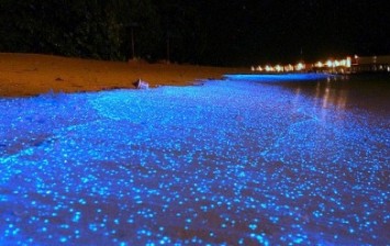 Firefly Squid