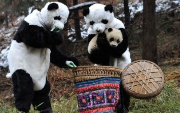 Panda Workers