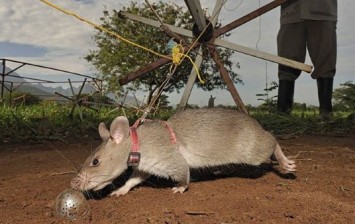 Rats helping to clear deadly mines