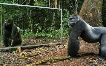 animals seeing reflection