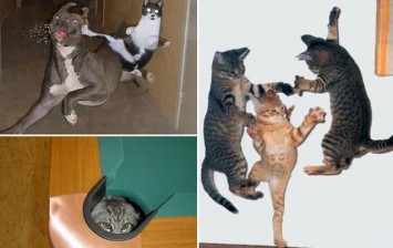 cats-ninja