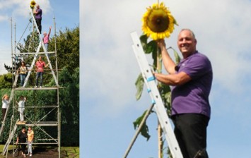 tallest sunflower