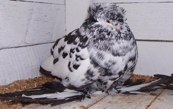 9-bizarre-and-beautiful-fancy-pigeons