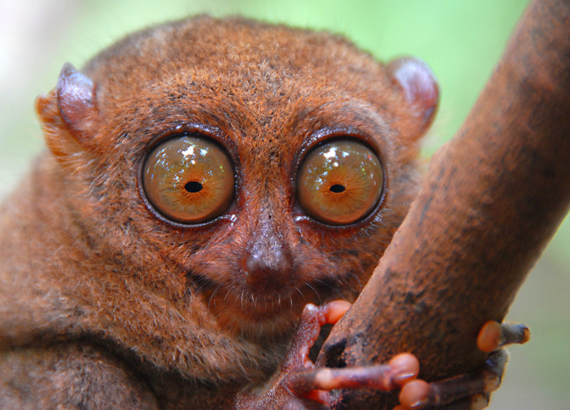 حيوان Tarsier