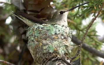 hummingbirds