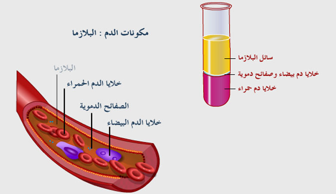 %D9%85%D9%83%D9%88%D9%86%D8%A7%D8%AA-%D8%A7%D9%84%D8%AF%D9%85.jpg