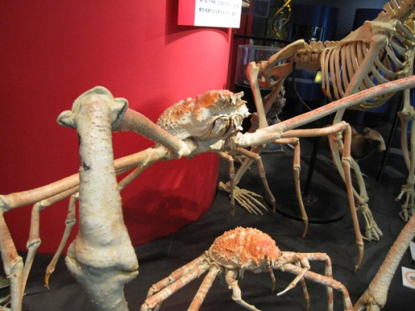 Japanese-spider-crab.jpg