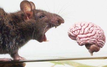 دماغ فأر