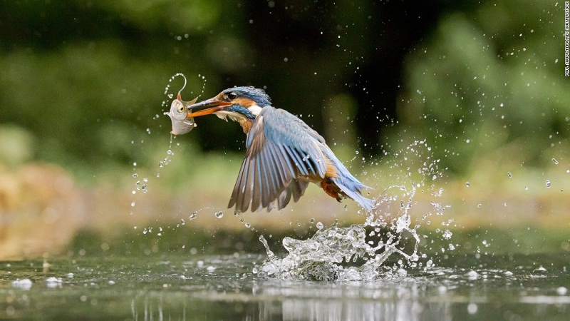 طائر يلتقط سمكة