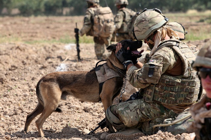 كلب في الجيش