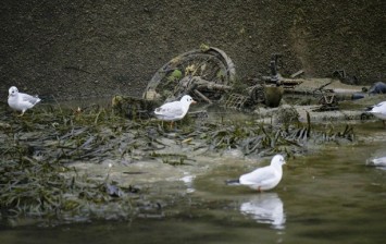 Canal Saint Martin