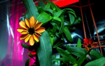 NASA Astronaut Grows The First Ever Flower