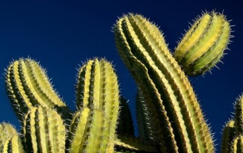 Cactus Live Without Water