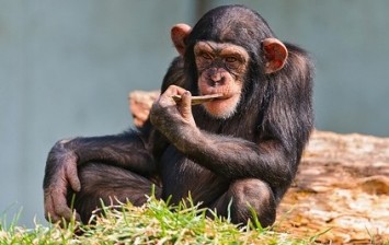 Chimps Can Start Fashion Trends