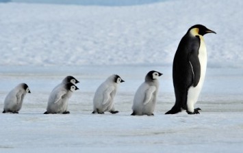 Penguins Have Knees