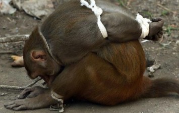 Punishing criminals monkeys in India