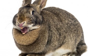 Rabbits Have Such Big Teeth