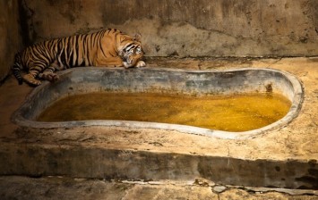 Zoos As Animal Prisons