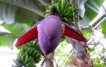 زهرة الموز