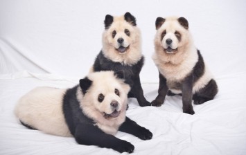 كلاب الباندا