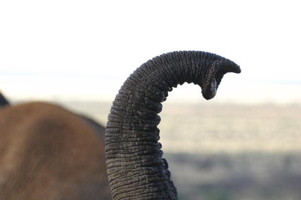 خرطوم الفيل