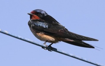 Bird on wire