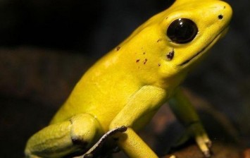 golden poison dart frog