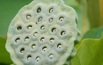 trypophobia