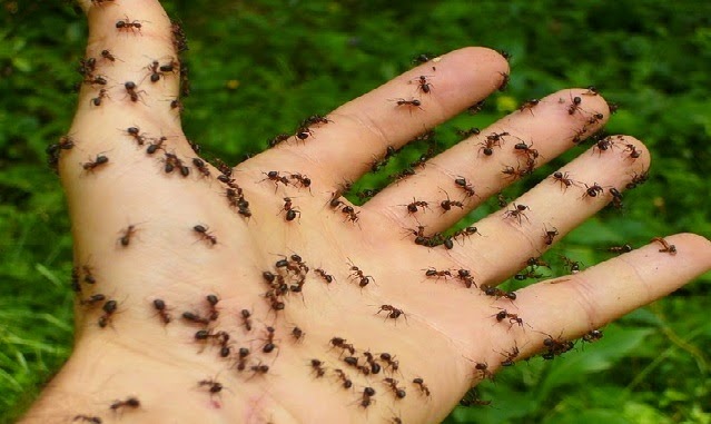 القضاء على النمل