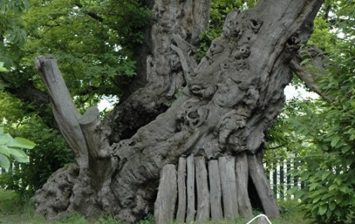 Oldest Living Trees