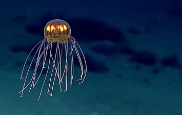 Unusual Jellyfish